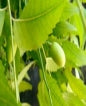 ACEITE DE NEEM